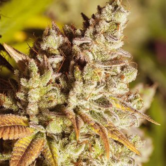 Vision Gorilla (Vision Seeds) feminisoidut