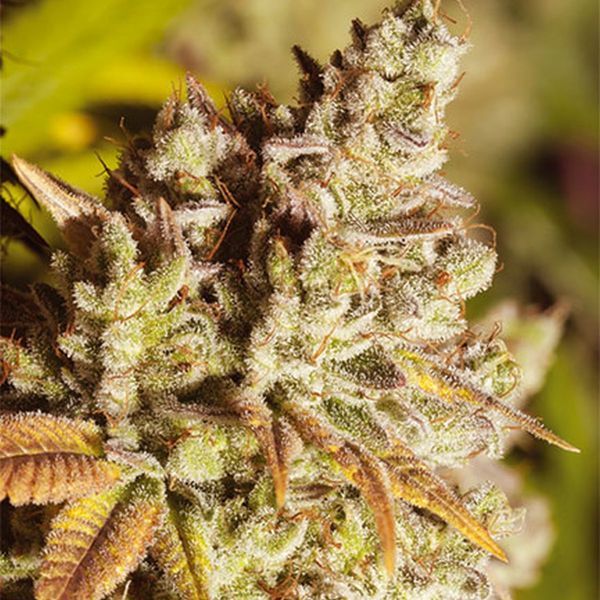 Vision Gorilla (Vision Seeds) Feminisoidut