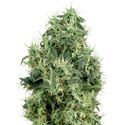 White Gold (White Label) Feminisoidut
