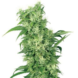 Female Mix (White Label) Feminisoi