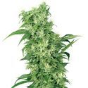 Female Mix (White Label) Feminisoi