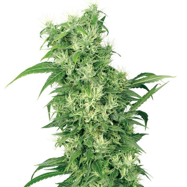 Female Mix (White Label) Feminisoi