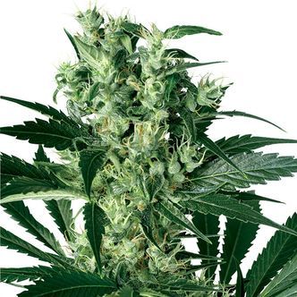 X-Haze (White Label) feminisoidut kannabiksen siemenet