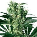 X-Haze (White Label) Feminisoidut