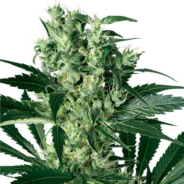 X-Haze (White Label) Feminisoidut