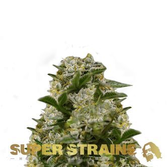 Ibiza Farmers (Super Strains) feminisoidut kannabiksen siemenet