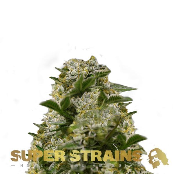Ibiza Farmers (Super Strains) Feminisoidut