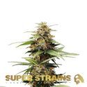 Hermana de la Noche (Super Strains) Feminisoidut
