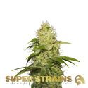 La Jefa (Super Strains) Feminisoidut