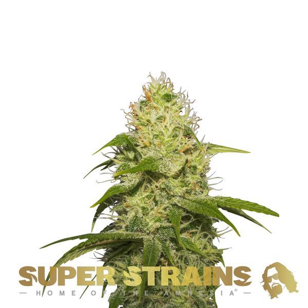 La Jefa (Super Strains) Feminisoidut