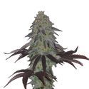 AK Choco Kush (Amsterdam Genetics) Feminisoidut