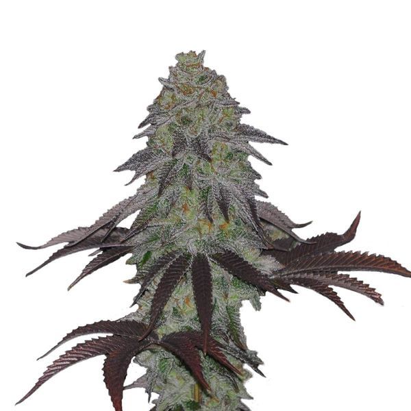 AK Choco Kush (Amsterdam Genetics) Feminisoidut