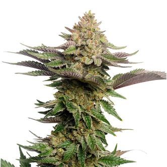 Strawberry Glue (Amsterdam Genetics) Feminisoidut kannabiksen siemenet