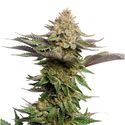 Strawberry Glue (Amsterdam Genetics) feminoidut