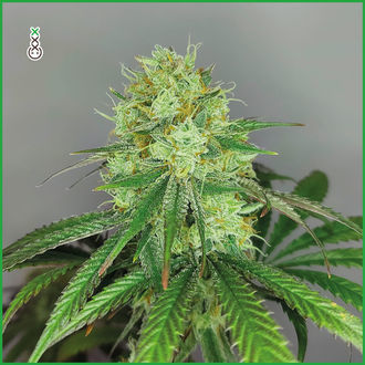 Sketch (Amsterdam Genetics) Feminisoidut