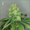Sketch (Amsterdam Genetics) Feminisoidut