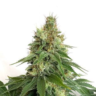 Double Blue (Amsterdam Genetics) feminisoitu