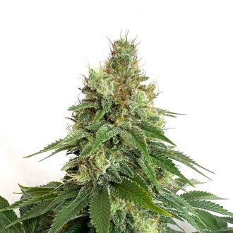 Double Blue (Amsterdam Genetics) Feminisoidut