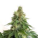 Double Blue (Amsterdam Genetics) Feminisoidut