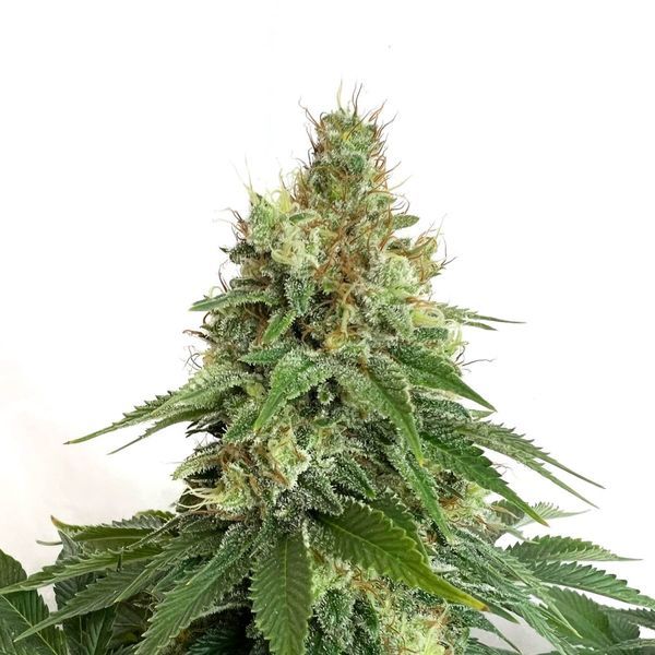 Double Blue (Amsterdam Genetics) Feminisoidut