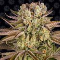 Pineapple Express (Barney's Farm) Feminisoidut