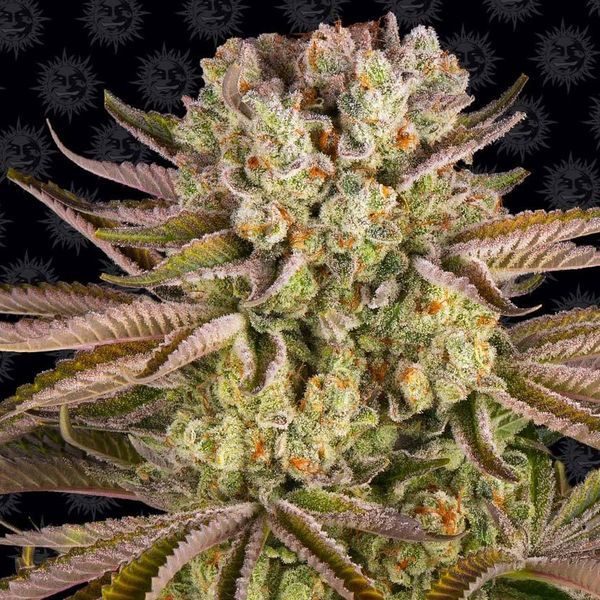 Pineapple Express (Barney's Farm) Feminisoidut
