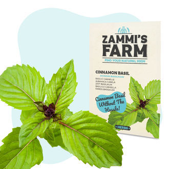 Kanelibasilikan (Ocimum basilicum) siemenet