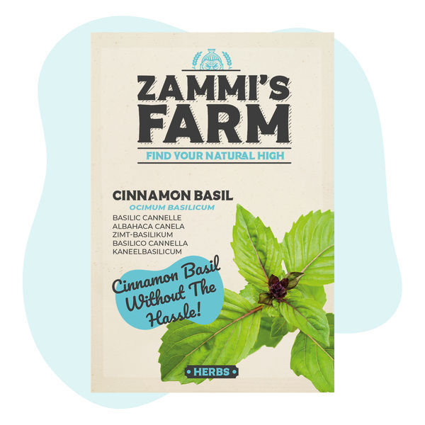 Kanelibasilikan (Ocimum basilicum) siemenet