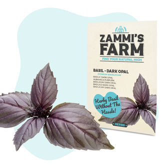 Basilika &lsquo;Dark Opal&rsquo; (Ocimum basilicum) -siemenet