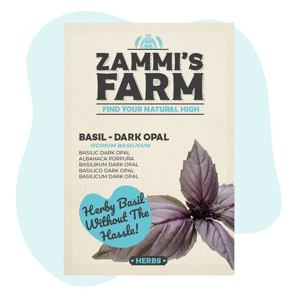Basilika ‘Dark Opal’ (Ocimum basilicum) -siemenet