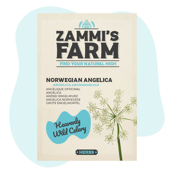 Norjan väinönputken (Angelica archangelica) siemenet