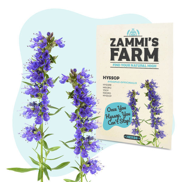 iisopin (Hyssopus officinalis) siemenet