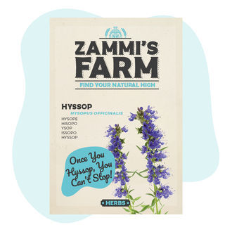 iisopin (Hyssopus officinalis) siemenet