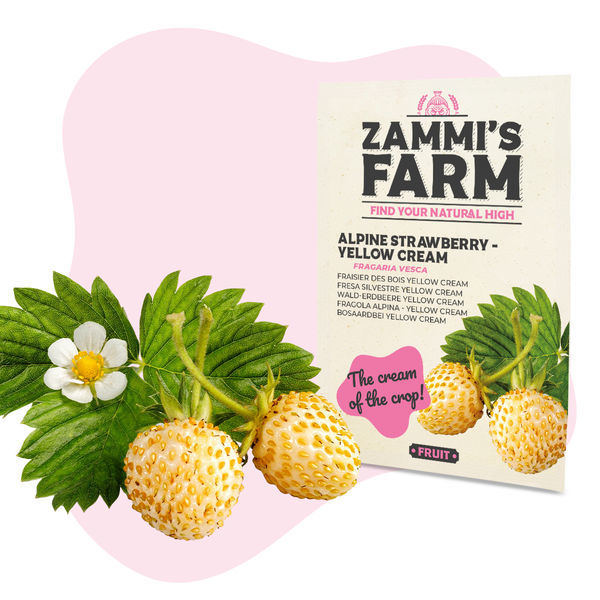 Alppimansikka – keltainen kermalajike (Fragaria vesca) siemenet