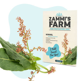 Suolahein&auml;n (Rumex acetosa) siemenet