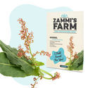 Suolaheinän (Rumex acetosa) siemenet