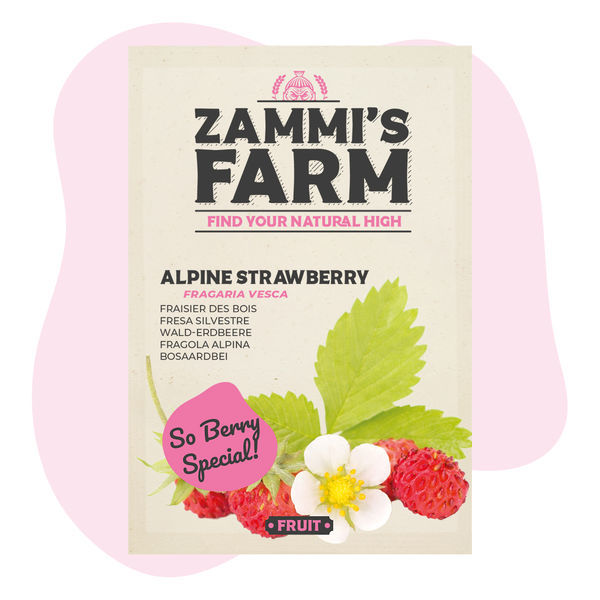 Alppimansikka (Fragaria vesca) -siemenet