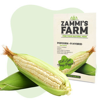 Popcornin (Zea mays) siemenet &ndash; F1-hybridi