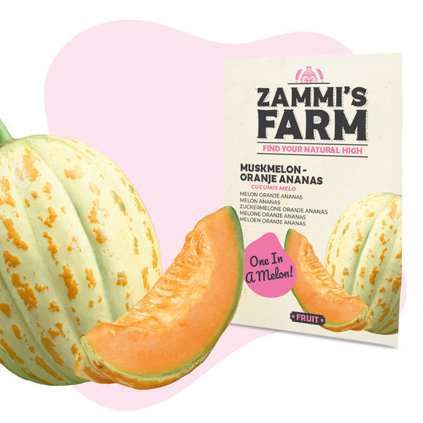 Muskottimeloni 'Oranje Ananas' (Cucumis melo) siemenet