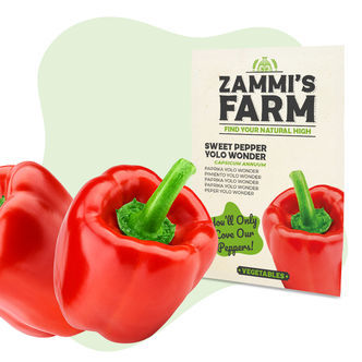 Makean paprikan Yolo Wonder -siemenet (Capsicum annuum)