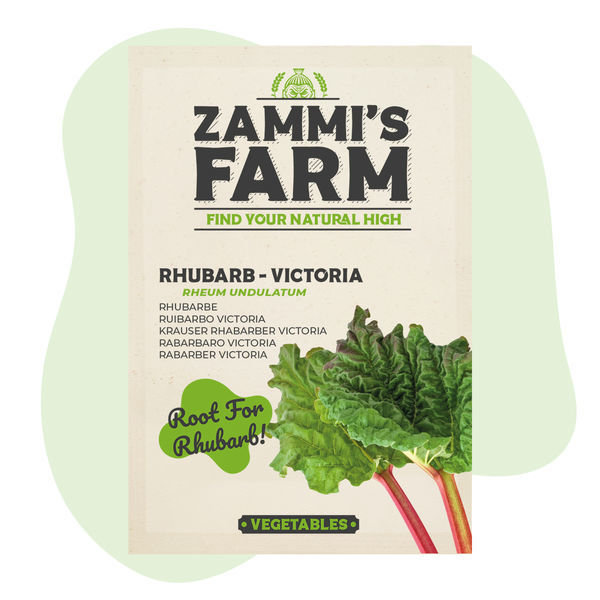 Victoria-raparperi (Rheum undulatum) -siemenet
