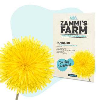 Voikukan (Taraxacum officinale) siemenet