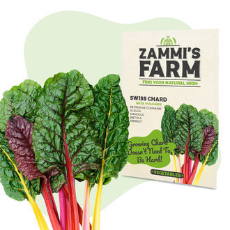 Punaisen lehtimangoldin (Beta vulgaris) siemenet