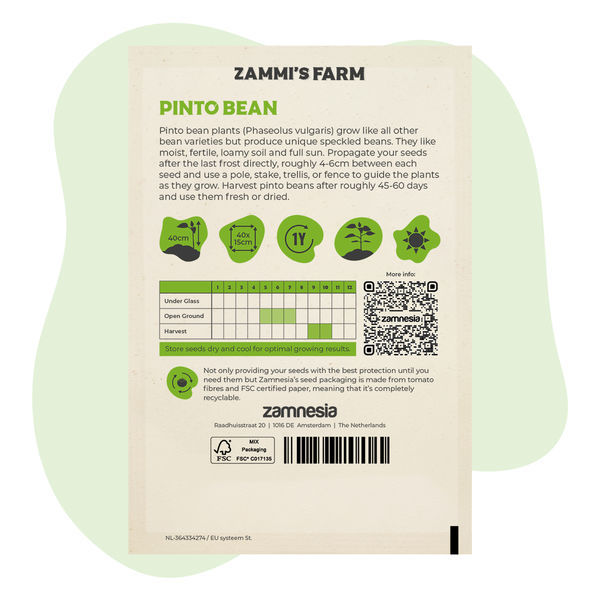 Pintopavun (Phaseolus vulgaris) siemenet