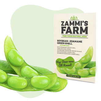 Soijapavun 'Edamame Green Shell' -siemenet (Glycine max)