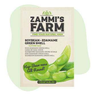 Soijapavun 'Edamame Green Shell' -siemenet (Glycine max)