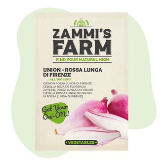 Sipuli 'Rossa lunga di Firenze' (Allium cepa) -siemenet