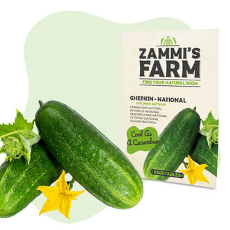 Avomaankurkku &rsquo;National&rsquo; (Cucumis sativus) -siemenet