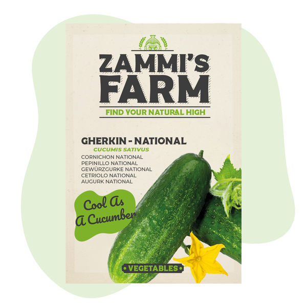 Kurkun 'National' (Cucumis sativus) siemenet