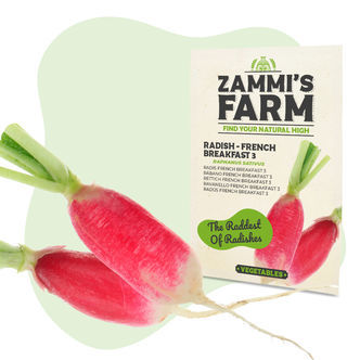 Retikka &lsquo;French Breakfast 3&rsquo; (Raphanus sativus) siemenet